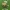 Rausvasparnė skydblakė - Carpocoris purpureipennis | Fotografijos autorius : Vidas Brazauskas | © Macrogamta.lt | Šis tinklapis priklauso bendruomenei kuri domisi makro fotografija ir fotografuoja gyvąjį makro pasaulį.