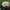 Rusvoji rusvė - Rhodocybe gemina | Fotografijos autorius : Vitalij Drozdov | © Macrogamta.lt | Šis tinklapis priklauso bendruomenei kuri domisi makro fotografija ir fotografuoja gyvąjį makro pasaulį.