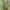 Viduržeminė skydblakė - Carpocoris mediterraneus | Fotografijos autorius : Žilvinas Pūtys | © Macronature.eu | Macro photography web site