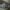 Auksaakis ugniašokis - Philaeus chrysops, subadult ♂ | Fotografijos autorius : Žilvinas Pūtys | © Macronature.eu | Macro photography web site
