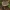 Auksakotis švelniabaravykis - Xerocomellus chrysenteron | Fotografijos autorius : Žilvinas Pūtys | © Macronature.eu | Macro photography web site