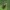Raudonkojė skydblakė - Pentatoma rufipes | Fotografijos autorius : Vidas Brazauskas | © Macronature.eu | Macro photography web site