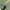 Red-necked Heliotaur Beetle - Heliotaurus ruficollis | Fotografijos autorius : Gintautas Steiblys | © Macrogamta.lt | Šis tinklapis priklauso bendruomenei kuri domisi makro fotografija ir fotografuoja gyvąjį makro pasaulį.