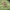 Reed Jumper - Marpissa radiata | Fotografijos autorius : Mindaugas Leliunga | © Macrogamta.lt | Šis tinklapis priklauso bendruomenei kuri domisi makro fotografija ir fotografuoja gyvąjį makro pasaulį.