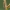 Reed Jumper - Marpissa radiata | Fotografijos autorius : Žilvinas Pūtys | © Macronature.eu | Macro photography web site