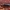 Reliktinis niūravabalis - Zilora cf. obscura | Fotografijos autorius : Žilvinas Pūtys | © Macrogamta.lt | Šis tinklapis priklauso bendruomenei kuri domisi makro fotografija ir fotografuoja gyvąjį makro pasaulį.