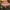 Rožinė šalmabudė - Mycena rosea | Fotografijos autorius : Gintautas Steiblys | © Macrogamta.lt | Šis tinklapis priklauso bendruomenei kuri domisi makro fotografija ir fotografuoja gyvąjį makro pasaulį.