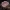 Rožinė šalmabudė - Mycena rosea | Fotografijos autorius : Žilvinas Pūtys | © Macrogamta.lt | Šis tinklapis priklauso bendruomenei kuri domisi makro fotografija ir fotografuoja gyvąjį makro pasaulį.