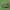 Rožinis archipsas - Archips rosana | Fotografijos autorius : Gintautas Steiblys | © Macrogamta.lt | Šis tinklapis priklauso bendruomenei kuri domisi makro fotografija ir fotografuoja gyvąjį makro pasaulį.