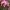 Šilinis žalčialunkis - Daphne cneorum | Fotografijos autorius : Gintautas Steiblys | © Macronature.eu | Macro photography web site