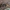 Vapsviškasis raštenis - Plagionotus detritus ♂ | Fotografijos autorius : Žilvinas Pūtys | © Macronature.eu | Macro photography web site