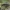 Rudaūsis karnadiris - Grammoptera ruficornis ♀ | Fotografijos autorius : Žilvinas Pūtys | © Macrogamta.lt | Šis tinklapis priklauso bendruomenei kuri domisi makro fotografija ir fotografuoja gyvąjį makro pasaulį.