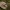 Rudakepurė jaunabudė - Hebeloma mesophaeum | Fotografijos autorius : Žilvinas Pūtys | © Macrogamta.lt | Šis tinklapis priklauso bendruomenei kuri domisi makro fotografija ir fotografuoja gyvąjį makro pasaulį.
