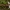 Rudakepurė jaunabudė - Hebeloma mesophaeum | Fotografijos autorius : Žilvinas Pūtys | © Macrogamta.lt | Šis tinklapis priklauso bendruomenei kuri domisi makro fotografija ir fotografuoja gyvąjį makro pasaulį.