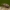 Rudasis žvilgvabalis - Soronia grisea | Fotografijos autorius : Žilvinas Pūtys | © Macrogamta.lt | Šis tinklapis priklauso bendruomenei kuri domisi makro fotografija ir fotografuoja gyvąjį makro pasaulį.