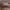 Rudasis pašakninis pelėdgalvis - Apamea crenata | Fotografijos autorius : Žilvinas Pūtys | © Macrogamta.lt | Šis tinklapis priklauso bendruomenei kuri domisi makro fotografija ir fotografuoja gyvąjį makro pasaulį.