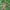 Rudasis pašakninis pelėdgalvis - Apamea crenata | Fotografijos autorius : Gintautas Steiblys | © Macrogamta.lt | Šis tinklapis priklauso bendruomenei kuri domisi makro fotografija ir fotografuoja gyvąjį makro pasaulį.