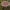 Rudasis piengrybis - Lactarius rufus | Fotografijos autorius : Žilvinas Pūtys | © Macrogamta.lt | Šis tinklapis priklauso bendruomenei kuri domisi makro fotografija ir fotografuoja gyvąjį makro pasaulį.