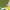 Gelsvamargis satyras - Lasiommata megera | Fotografijos autorius : Agnė Našlėnienė | © Macrogamta.lt | Šis tinklapis priklauso bendruomenei kuri domisi makro fotografija ir fotografuoja gyvąjį makro pasaulį.