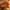 Gelsvasis trimitėlis - Craterellus lutescens | Fotografijos autorius : Ramunė Vakarė | © Macrogamta.lt | Šis tinklapis priklauso bendruomenei kuri domisi makro fotografija ir fotografuoja gyvąjį makro pasaulį.