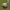 Rudasis varpelninkas - Agroeca brunnea, kokonas | Fotografijos autorius : Gintautas Steiblys | © Macrogamta.lt | Šis tinklapis priklauso bendruomenei kuri domisi makro fotografija ir fotografuoja gyvąjį makro pasaulį.
