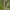 Rudeninis verpikas - Poecilocampa populi, vikšras | Fotografijos autorius : Žilvinas Pūtys | © Macrogamta.lt | Šis tinklapis priklauso bendruomenei kuri domisi makro fotografija ir fotografuoja gyvąjį makro pasaulį.
