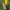 Rudgalvis vėlyvis - Xanthia togata | Fotografijos autorius : Žilvinas Pūtys | © Macrogamta.lt | Šis tinklapis priklauso bendruomenei kuri domisi makro fotografija ir fotografuoja gyvąjį makro pasaulį.