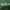 Rudmargė meškutė - Coscinia cribraria ♂ | Fotografijos autorius : Žilvinas Pūtys | © Macrogamta.lt | Šis tinklapis priklauso bendruomenei kuri domisi makro fotografija ir fotografuoja gyvąjį makro pasaulį.