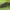 Rudmargė meškutė - Coscinia cribraria, vikšras | Fotografijos autorius : Gintautas Steiblys | © Macrogamta.lt | Šis tinklapis priklauso bendruomenei kuri domisi makro fotografija ir fotografuoja gyvąjį makro pasaulį.