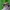 Rudoji osmija - Osmia rufa | Fotografijos autorius : Romas Ferenca | © Macrogamta.lt | Šis tinklapis priklauso bendruomenei kuri domisi makro fotografija ir fotografuoja gyvąjį makro pasaulį.