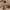 Rudoji osmija - Osmia rufa | Fotografijos autorius : Zita Gasiūnaitė | © Macrogamta.lt | Šis tinklapis priklauso bendruomenei kuri domisi makro fotografija ir fotografuoja gyvąjį makro pasaulį.