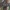 Ruginė stiebinė kandis - Ochsenheimeria taurella | Fotografijos autorius : Žilvinas Pūtys | © Macrogamta.lt | Šis tinklapis priklauso bendruomenei kuri domisi makro fotografija ir fotografuoja gyvąjį makro pasaulį.