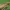Keliaujantysis plačiasparnis ugniukas - Nomophila noctuella | Fotografijos autorius : Vidas Brazauskas | © Macronature.eu | Macro photography web site