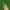 Keliaujantysis plačiasparnis ugniukas - Nomophila noctuella | Fotografijos autorius : Vidas Brazauskas | © Macronature.eu | Macro photography web site