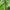 Pjautuviškoji kulkšnė - Astragalus falcatus | Fotografijos autorius : Nomeda Vėlavičienė | © Macronature.eu | Macro photography web site