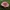 Žvilgioji ūmėdė - Russula cf nitida | Fotografijos autorius : Vitalij Drozdov | © Macrogamta.lt | Šis tinklapis priklauso bendruomenei kuri domisi makro fotografija ir fotografuoja gyvąjį makro pasaulį.