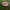 Ūmėdė - Russula cf nitida | Fotografijos autorius : Vitalij Drozdov | © Macrogamta.lt | Šis tinklapis priklauso bendruomenei kuri domisi makro fotografija ir fotografuoja gyvąjį makro pasaulį.