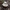 Gumbakotė ūmėdė - Russula clavipes | Fotografijos autorius : Vitalij Drozdov | © Macrogamta.lt | Šis tinklapis priklauso bendruomenei kuri domisi makro fotografija ir fotografuoja gyvąjį makro pasaulį.