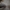 Ūmėdė - Russula recondita  | Fotografijos autorius : Vitalij Drozdov | © Macrogamta.lt | Šis tinklapis priklauso bendruomenei kuri domisi makro fotografija ir fotografuoja gyvąjį makro pasaulį.