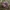 Pušyninė ūmėdė - Russula torulosa | Fotografijos autorius : Vitalij Drozdov | © Macrogamta.lt | Šis tinklapis priklauso bendruomenei kuri domisi makro fotografija ir fotografuoja gyvąjį makro pasaulį.