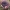 Pušyninė ūmėdė - Russula torulosa | Fotografijos autorius : Vitalij Drozdov | © Macrogamta.lt | Šis tinklapis priklauso bendruomenei kuri domisi makro fotografija ir fotografuoja gyvąjį makro pasaulį.
