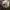 Įvairiaspalvė umėdė - Russula versicolor | Fotografijos autorius : Vitalij Drozdov | © Macrogamta.lt | Šis tinklapis priklauso bendruomenei kuri domisi makro fotografija ir fotografuoja gyvąjį makro pasaulį.