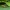 Rusvapilvis lašalas - Serratella ignita ♀ | Fotografijos autorius : Žilvinas Pūtys | © Macrogamta.lt | Šis tinklapis priklauso bendruomenei kuri domisi makro fotografija ir fotografuoja gyvąjį makro pasaulį.