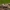 Rusvasis pelėdgalvis - Apamea scolopacina | Fotografijos autorius : Žilvinas Pūtys | © Macrogamta.lt | Šis tinklapis priklauso bendruomenei kuri domisi makro fotografija ir fotografuoja gyvąjį makro pasaulį.