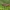 Rusvasis skėriukas - Chorthippus brunneus ♀ | Fotografijos autorius : Žilvinas Pūtys | © Macrogamta.lt | Šis tinklapis priklauso bendruomenei kuri domisi makro fotografija ir fotografuoja gyvąjį makro pasaulį.