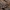 Rusvatinklis sėklinukas - Sideridis (=Hadena) rivularis | Fotografijos autorius : Žilvinas Pūtys | © Macrogamta.lt | Šis tinklapis priklauso bendruomenei kuri domisi makro fotografija ir fotografuoja gyvąjį makro pasaulį.
