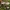 Rausvataškė šalmabudė - Mycena zephirus | Fotografijos autorius : Žilvinas Pūtys | © Macrogamta.lt | Šis tinklapis priklauso bendruomenei kuri domisi makro fotografija ir fotografuoja gyvąjį makro pasaulį.