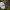 Rausvataškė šalmabudė - Mycena zephirus | Fotografijos autorius : Žilvinas Pūtys | © Macrogamta.lt | Šis tinklapis priklauso bendruomenei kuri domisi makro fotografija ir fotografuoja gyvąjį makro pasaulį.