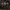 Rusvoji šalmabudė - Mycena metata | Fotografijos autorius : Žilvinas Pūtys | © Macrogamta.lt | Šis tinklapis priklauso bendruomenei kuri domisi makro fotografija ir fotografuoja gyvąjį makro pasaulį.