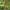 Rusvoji lizduolė - Neottia nidus-avis | Fotografijos autorius : Gintautas Steiblys | © Macrogamta.lt | Šis tinklapis priklauso bendruomenei kuri domisi makro fotografija ir fotografuoja gyvąjį makro pasaulį.